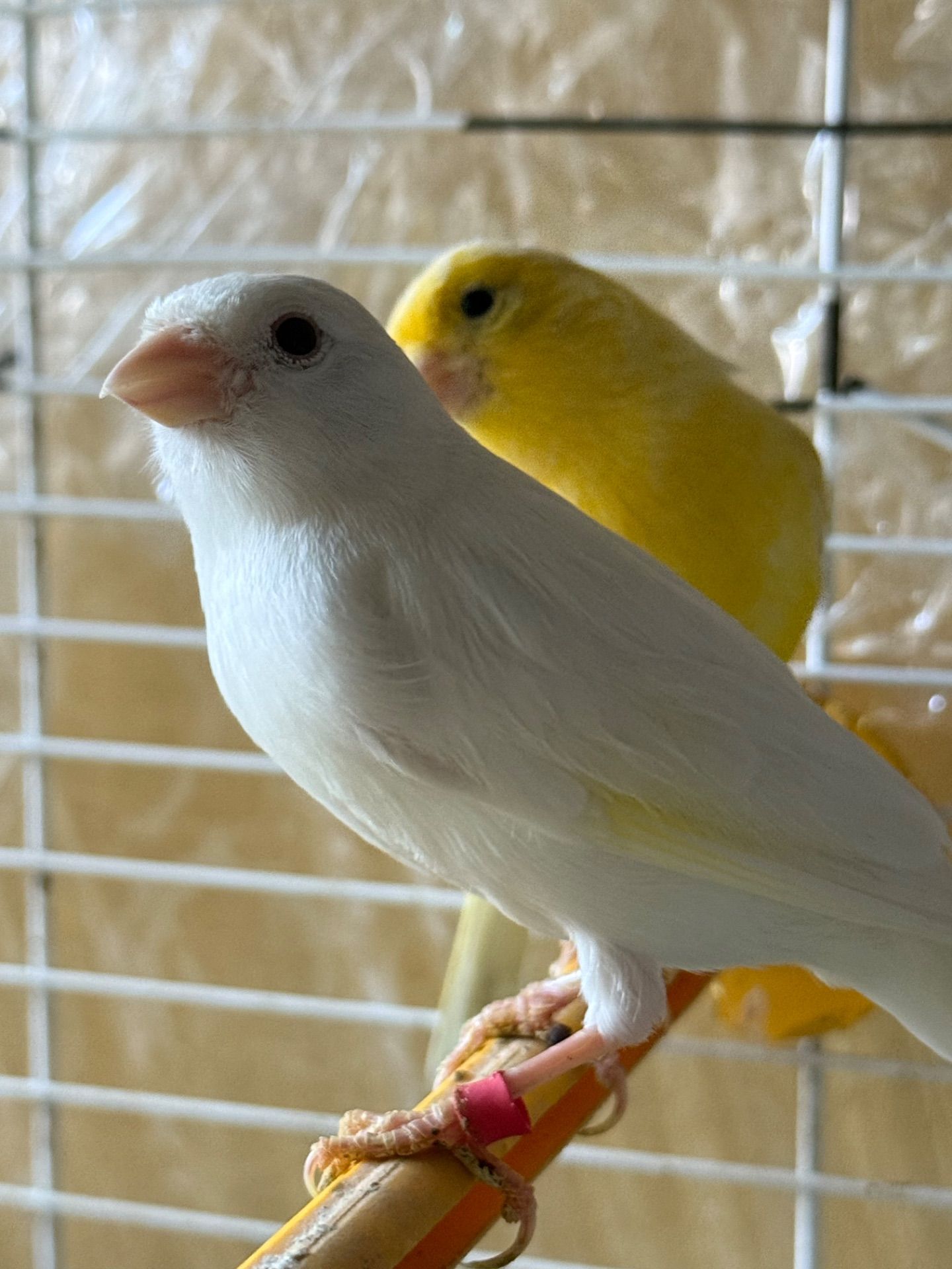 Гарно співаючі канарки на голосі