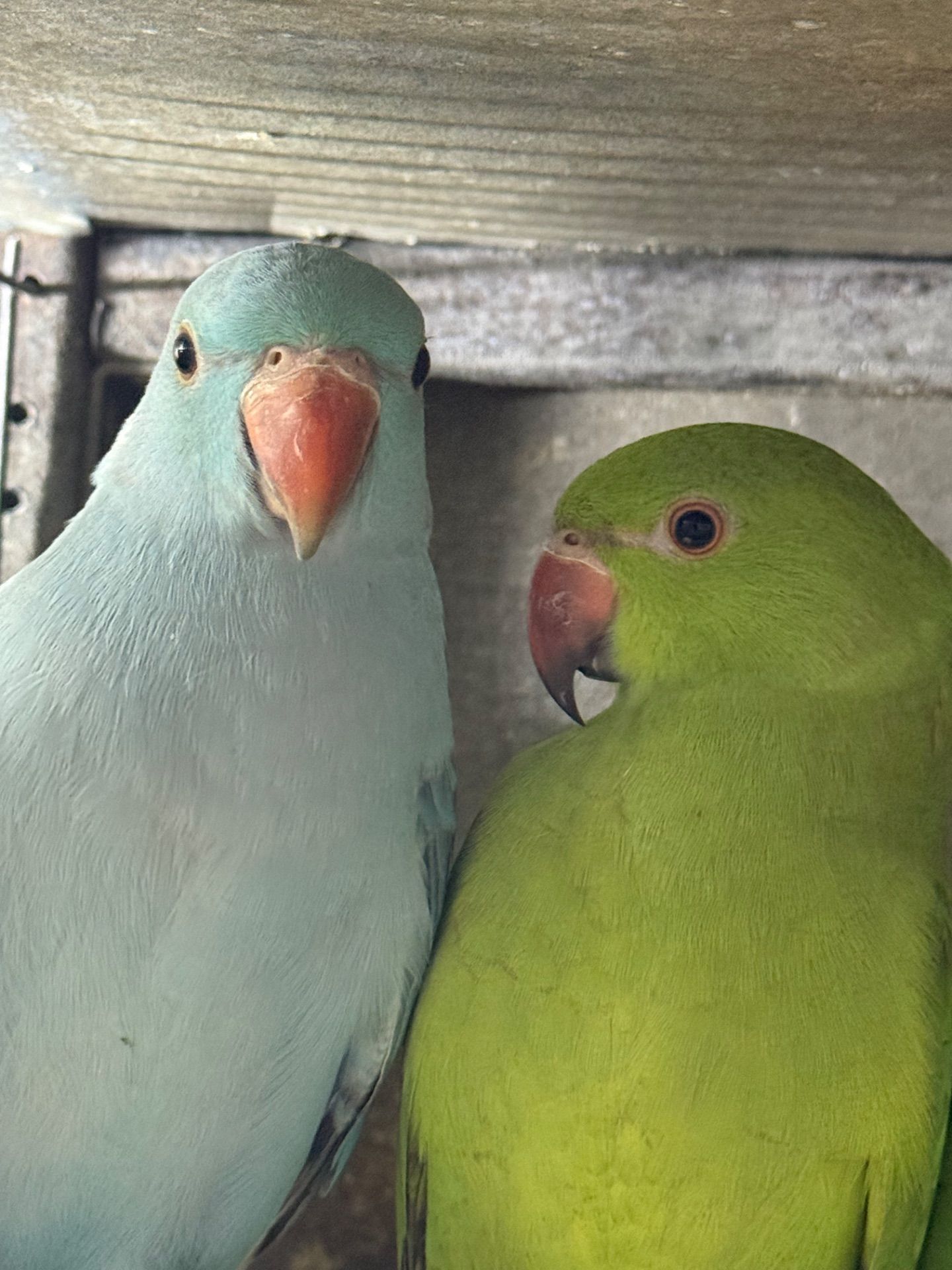 Ожерелові папуги молоді