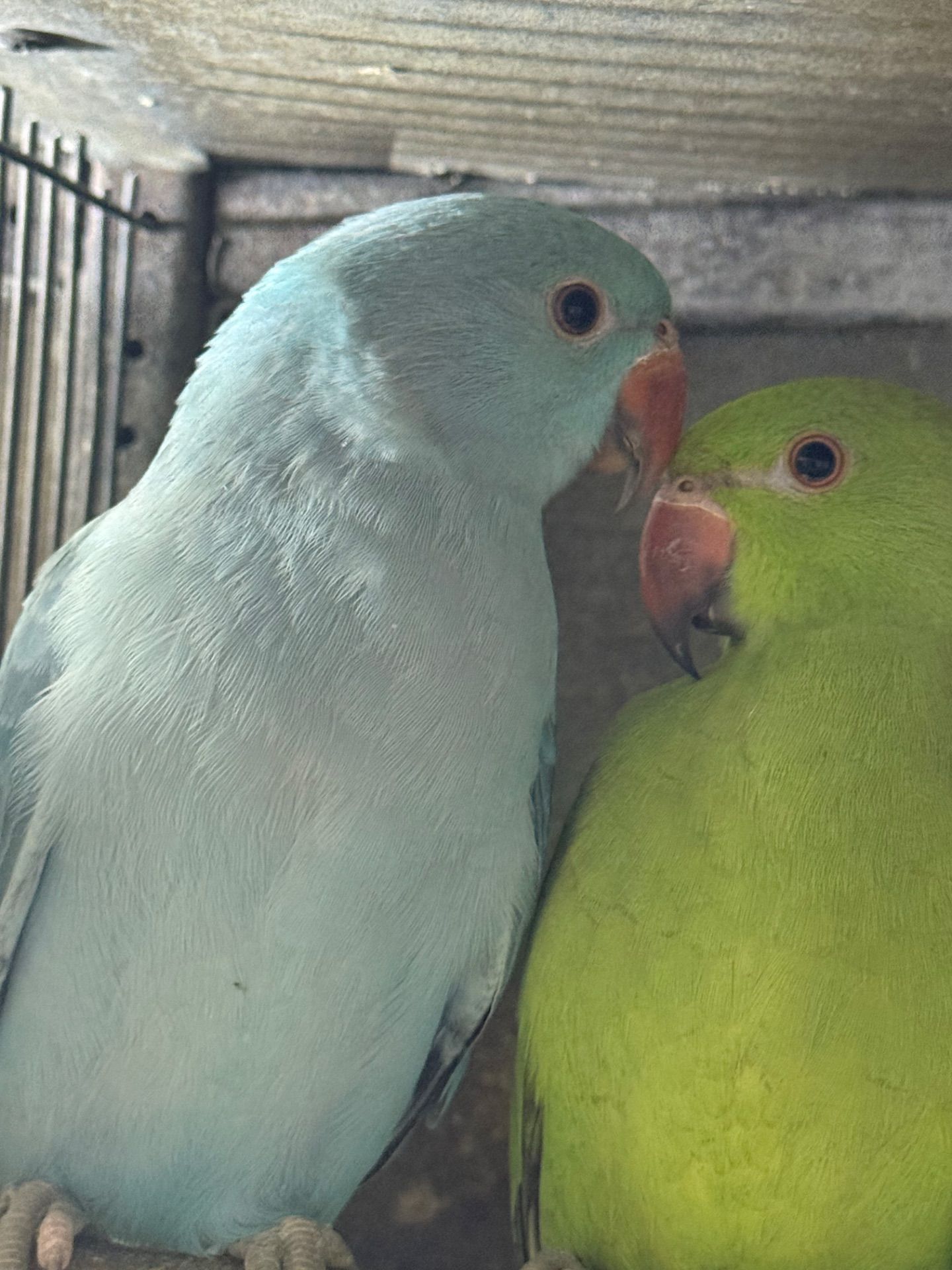 Ожерелові папуги молоді