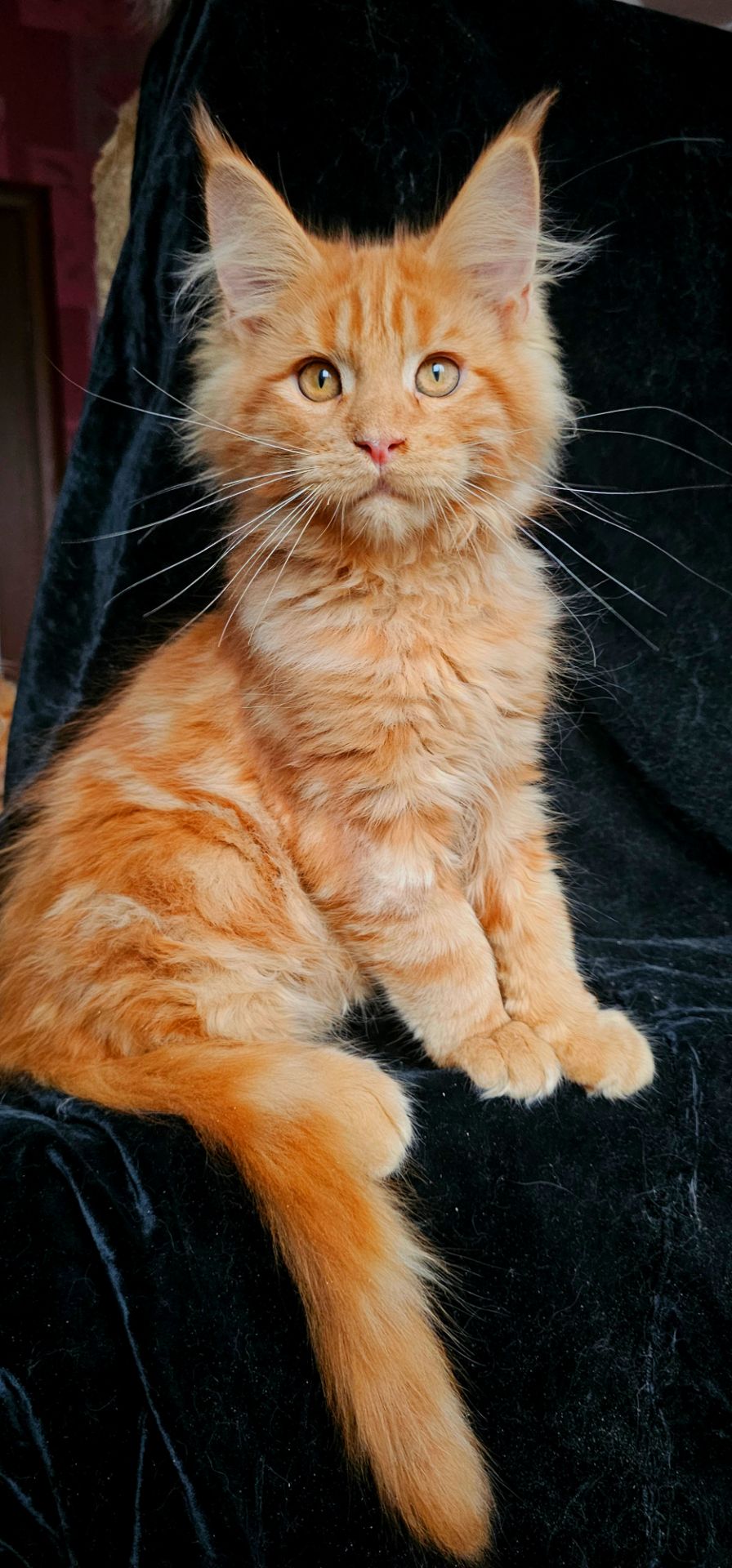 Ярко красный мальчик мейн кун