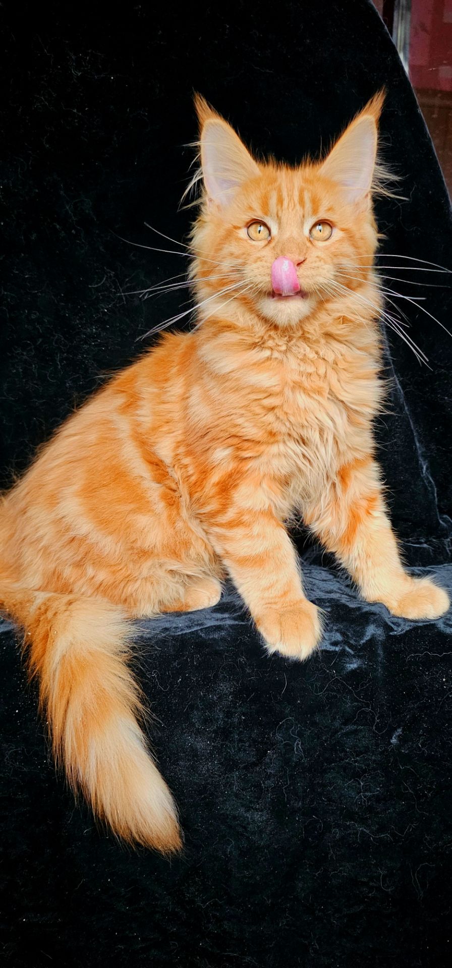 Ярко красный мальчик мейн кун