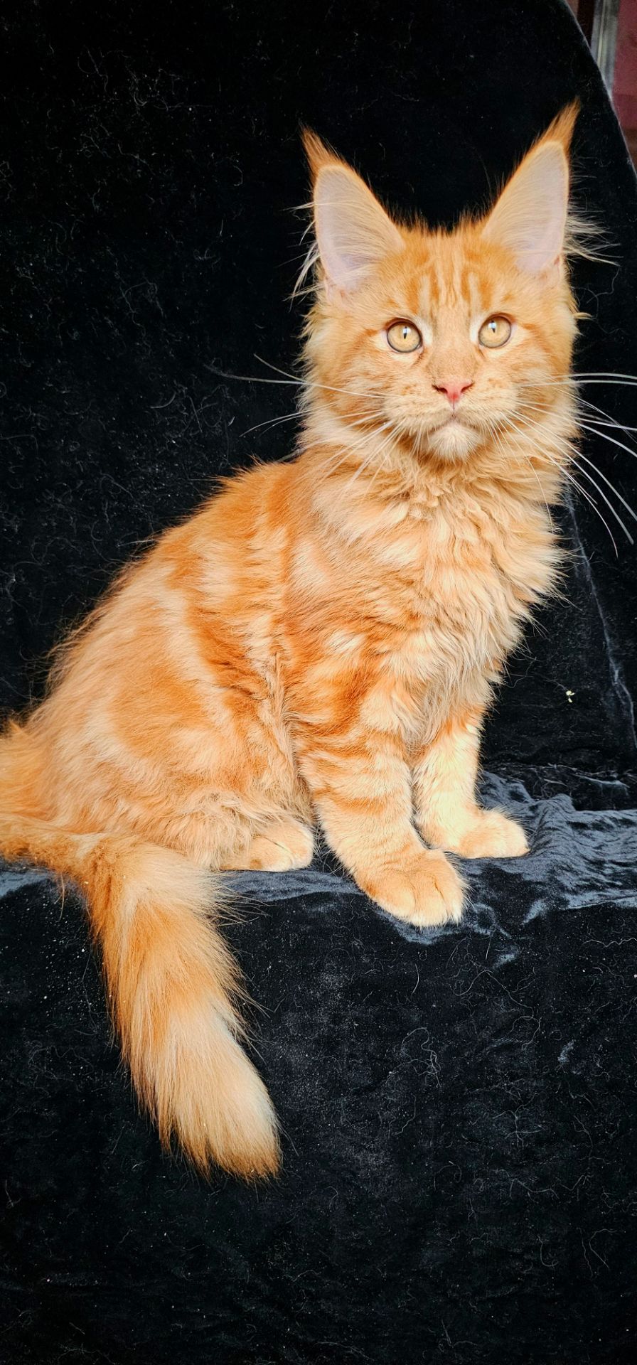 Ярко красный мальчик мейн кун