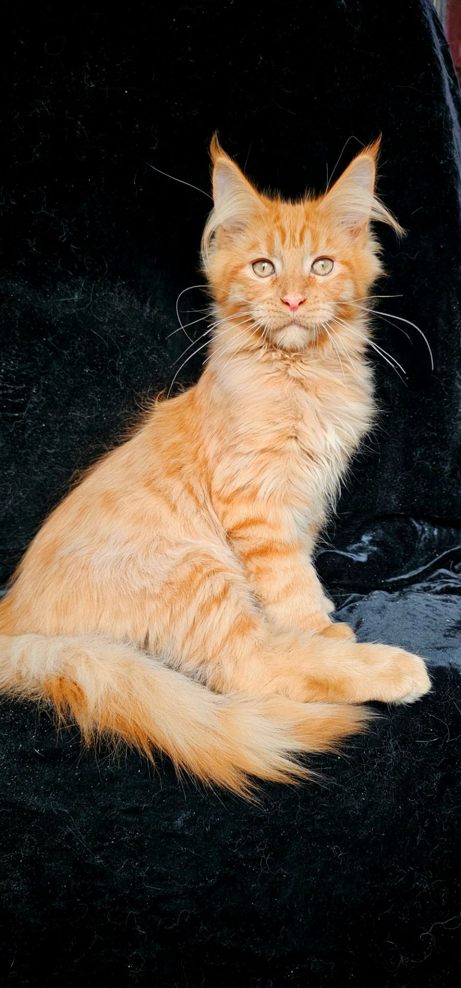 Нежный ласковый мальчик мейн кун