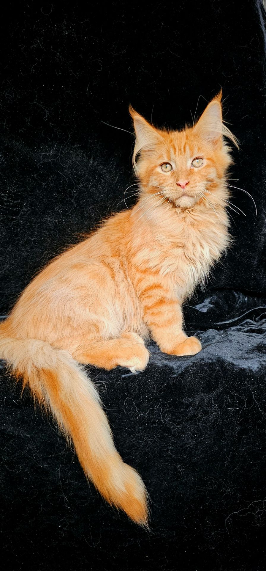 Нежный ласковый мальчик мейн кун