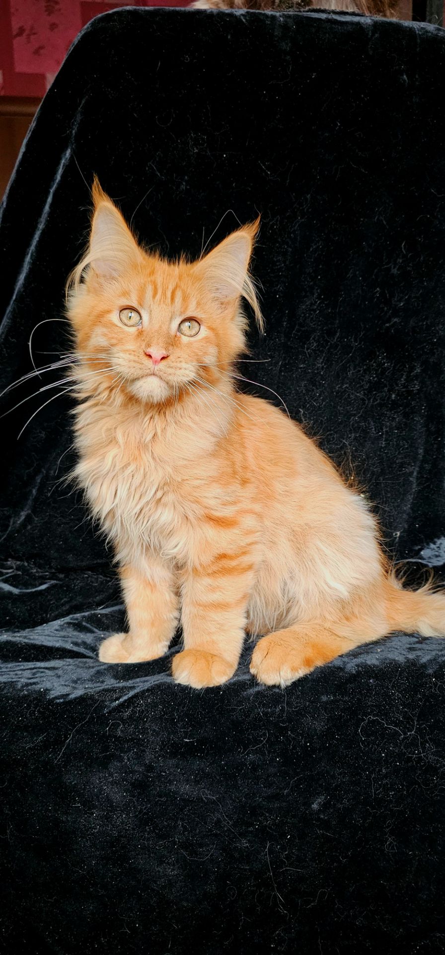 Нежный ласковый мальчик мейн кун