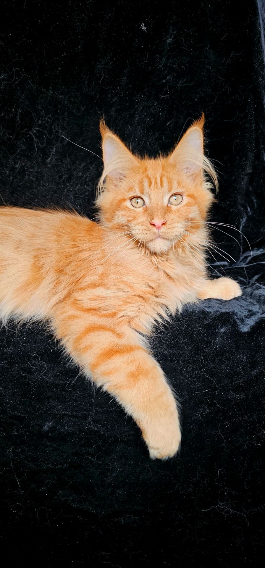 Нежный ласковый мальчик мейн кун