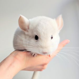 Біленький малюк 🤍