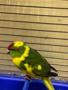 Жовті, зелені та комбіновані жовто-зелені малюки какарік