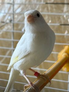 Гарно співаючі канарки на голосі