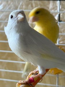 Гарно співаючі канарки на голосі