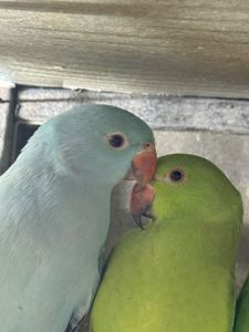 Ожерелові папуги молоді