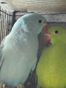 Ожерелові папуги молоді