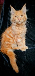 Ярко красный мальчик мейн кун