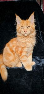 Ярко красный мальчик мейн кун