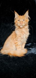 Нежный ласковый мальчик мейн кун