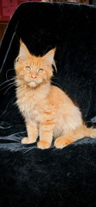 Нежный ласковый мальчик мейн кун