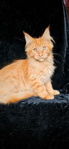 Нежный ласковый мальчик мейн кун