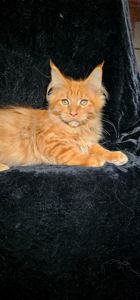 Нежный ласковый мальчик мейн кун