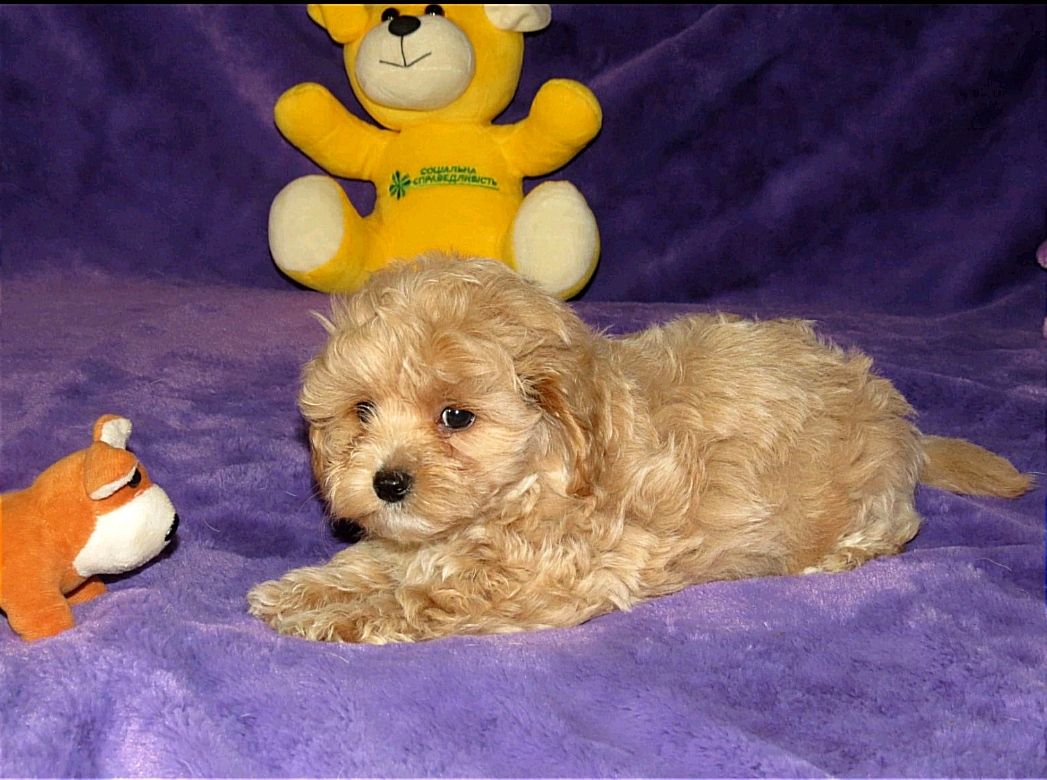 Чудові цуценята Мальтипу ф-1 професійне розведення