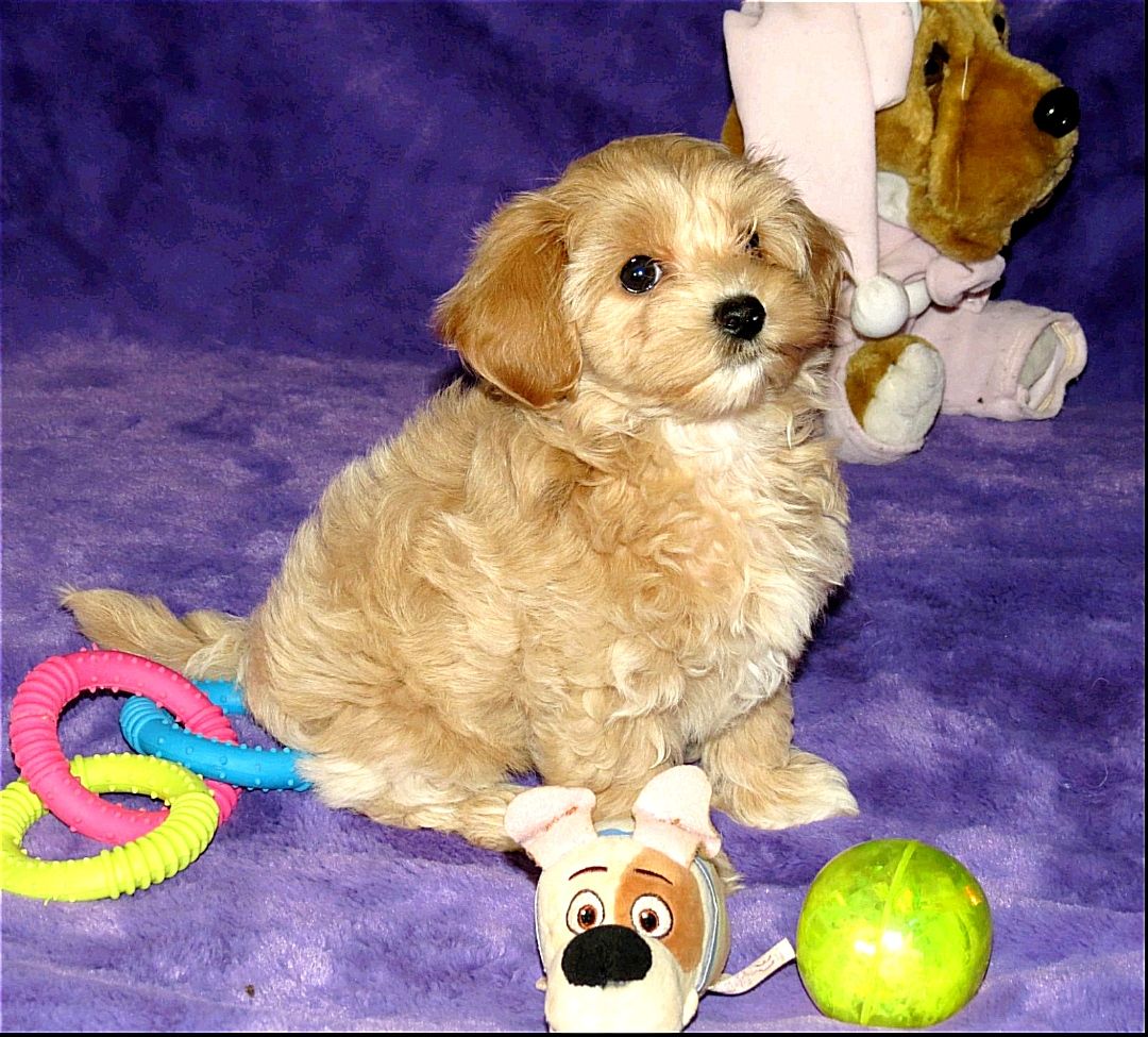 Чудові цуценята Мальтипу ф-1 професійне розведення