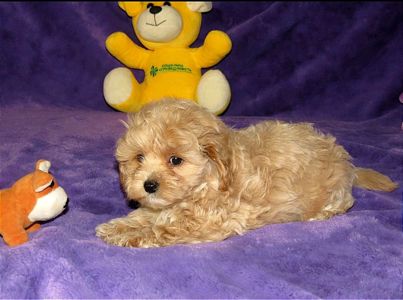 Чудові цуценята Мальтипу ф-1 професійне розведення