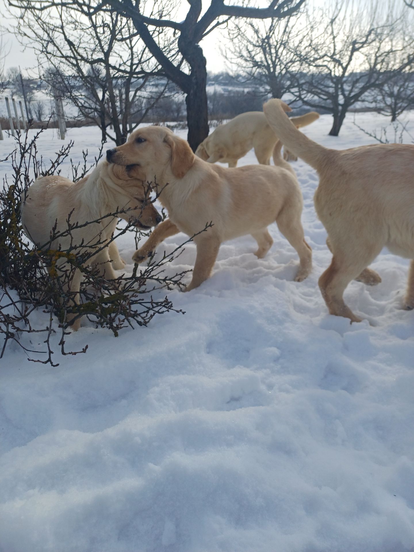 Цуценята лабрадорчики
