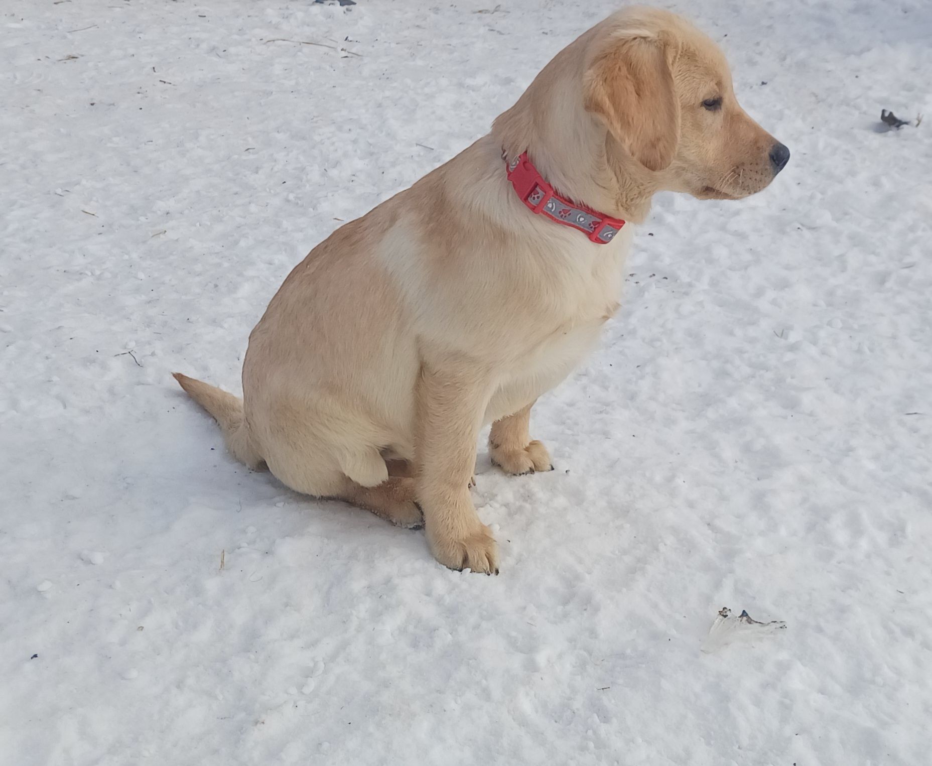 Цуценята лабрадорчики