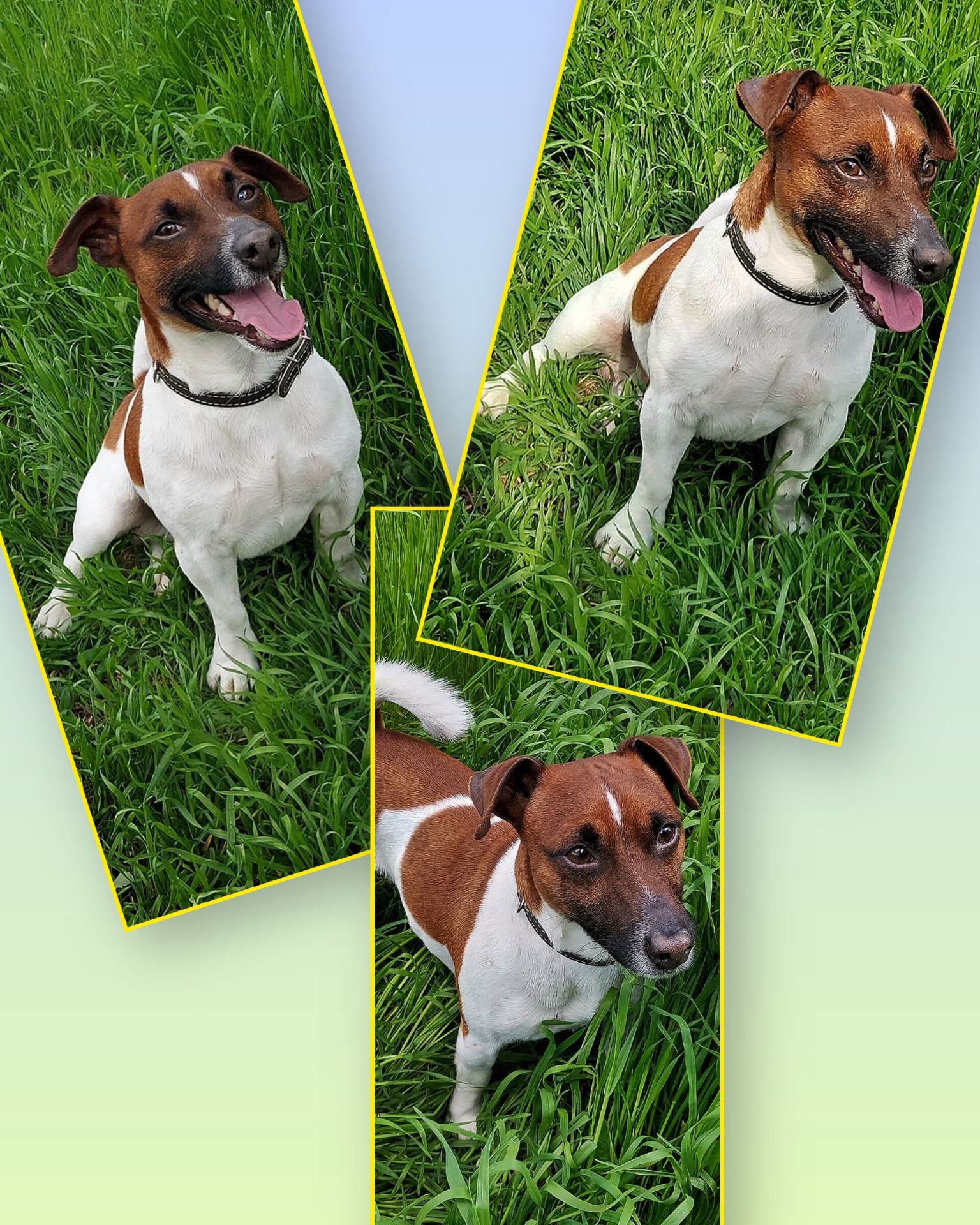 Щенок Джек Рассел Терьер 24.10.2025