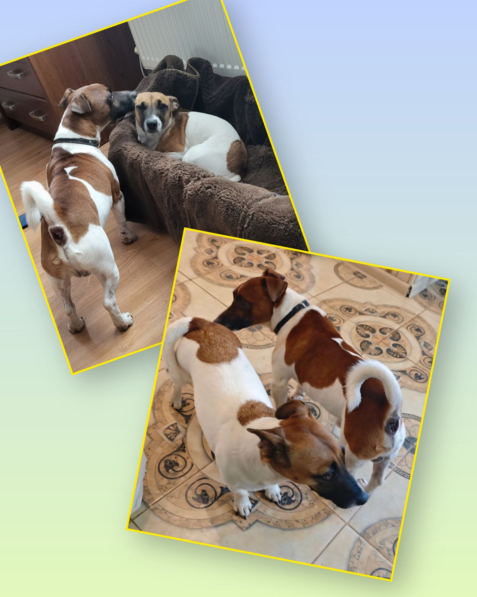 Щенок Джек Рассел Терьер 24.10.2025