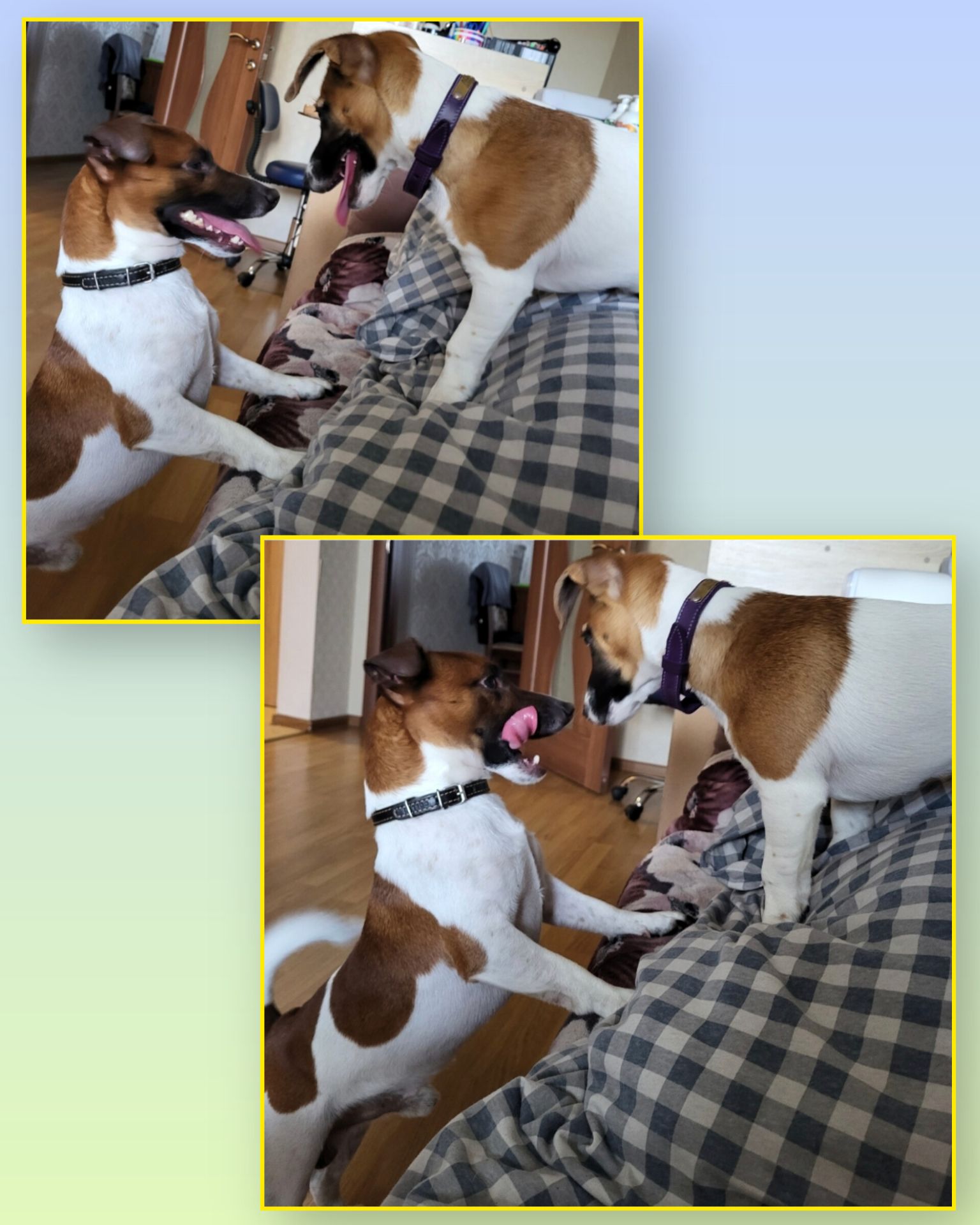 Щенок Джек Рассел Терьер 24.10.2025