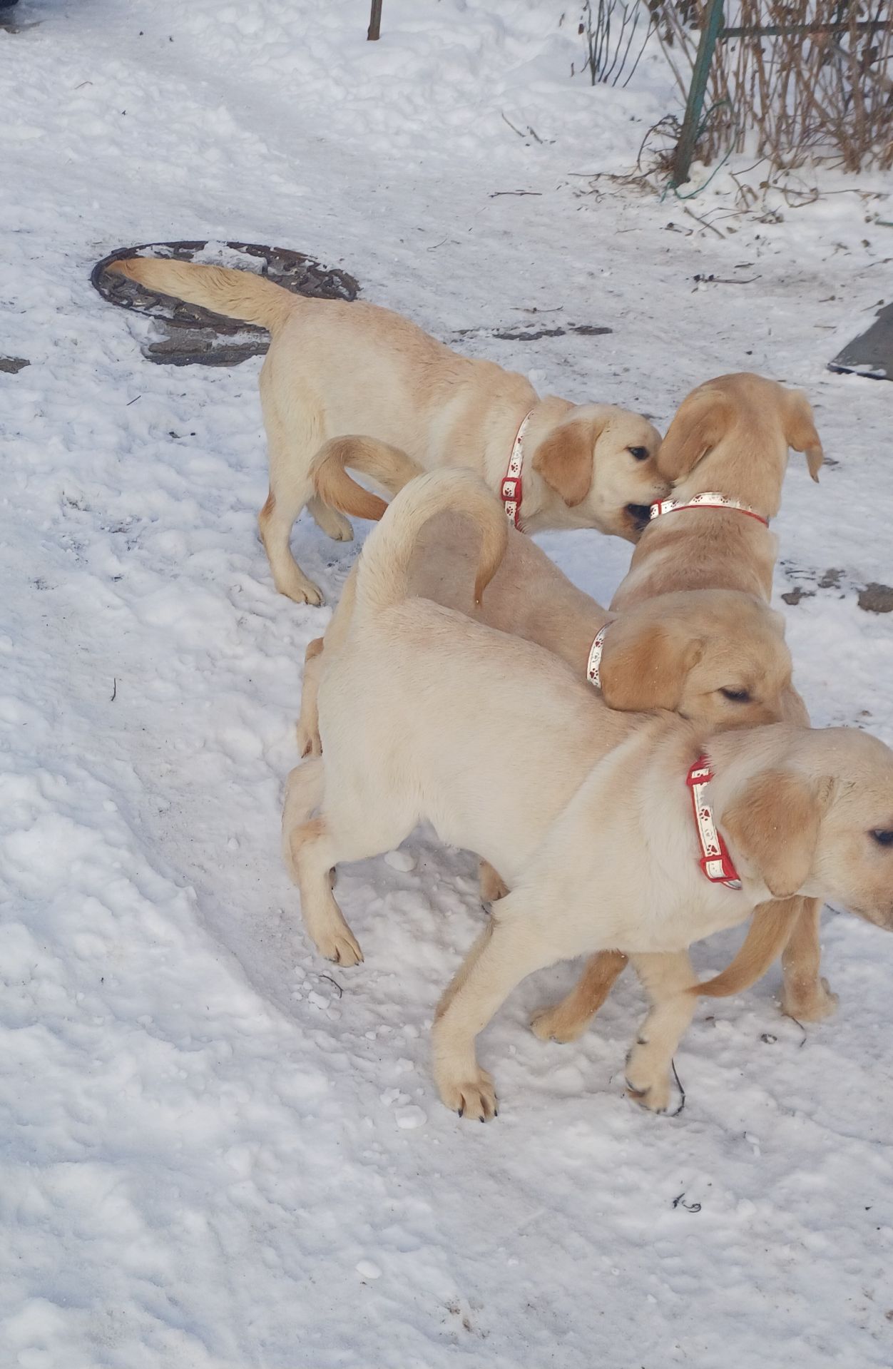 Цуценята лабрадорчики