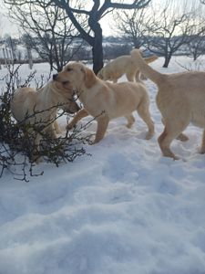 Цуценята лабрадорчики