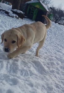 Цуценята лабрадорчики