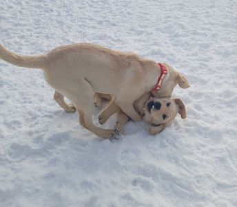 Цуценята лабрадорчики