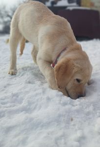 Цуценята лабрадорчики