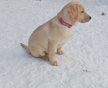 Цуценята лабрадорчики