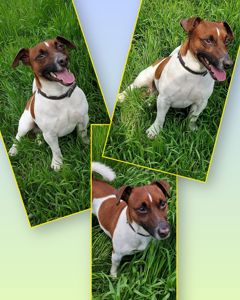 Щенок Джек Рассел Терьер 24.10.2025