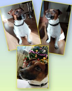 Щенок Джек Рассел Терьер 24.10.2025