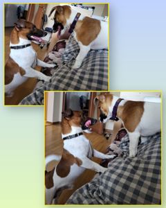 Щенок Джек Рассел Терьер 24.10.2025