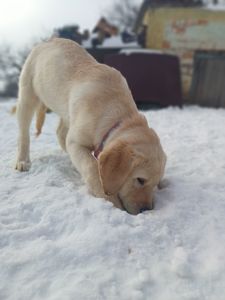Цуценята лабрадорчики