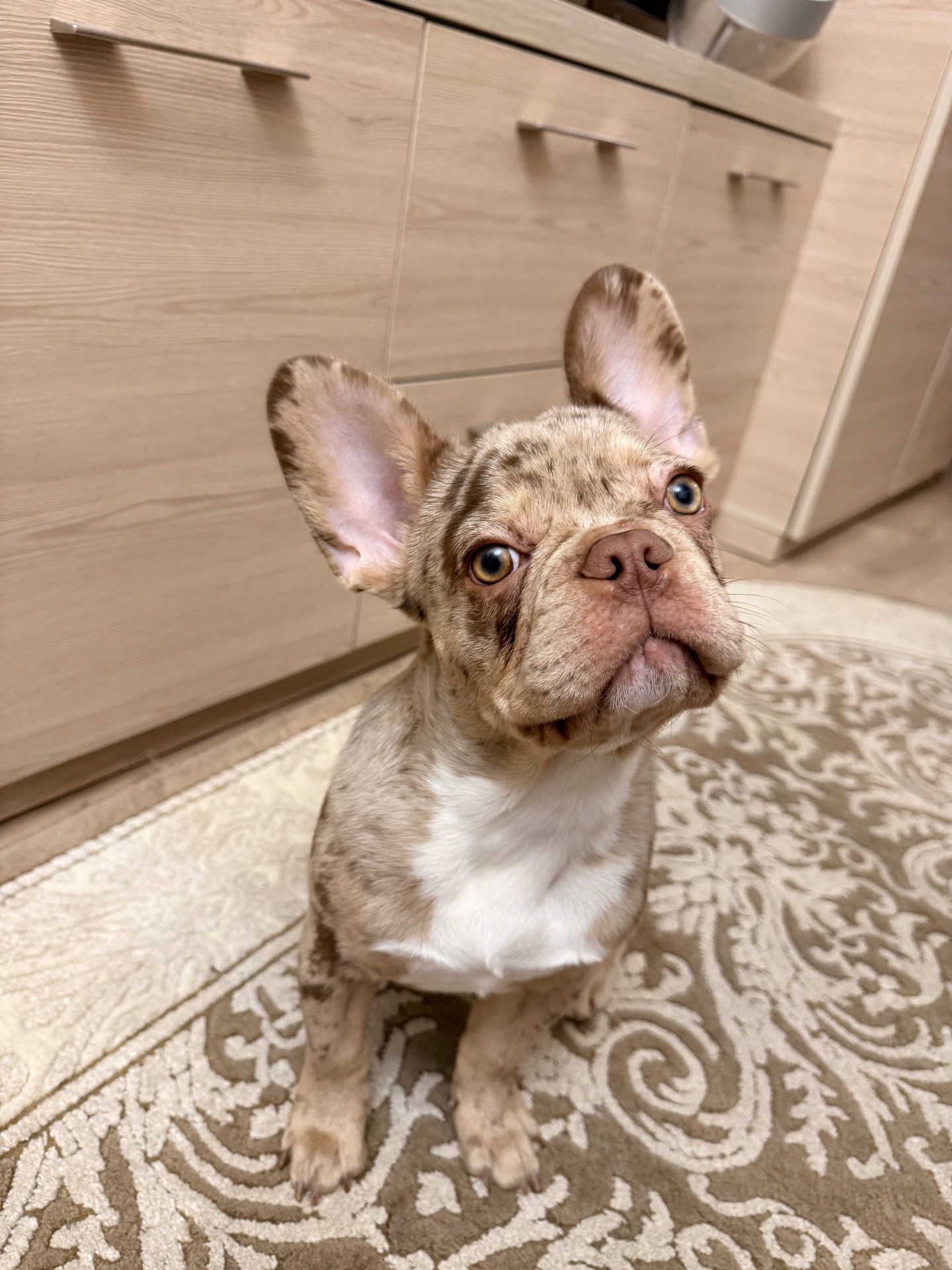 Чарівний цуцик Французького бульдога