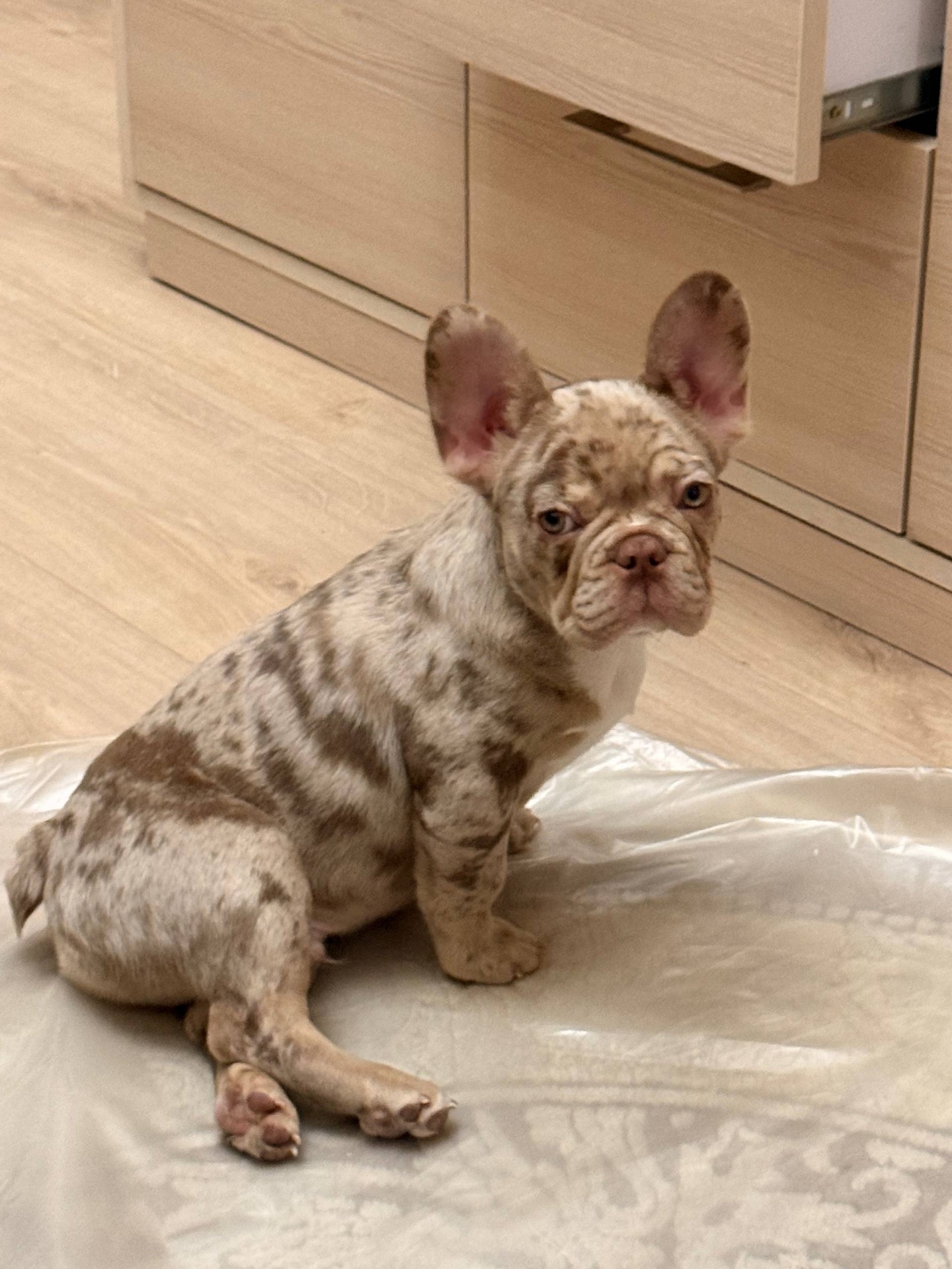 Чарівний цуцик Французького бульдога