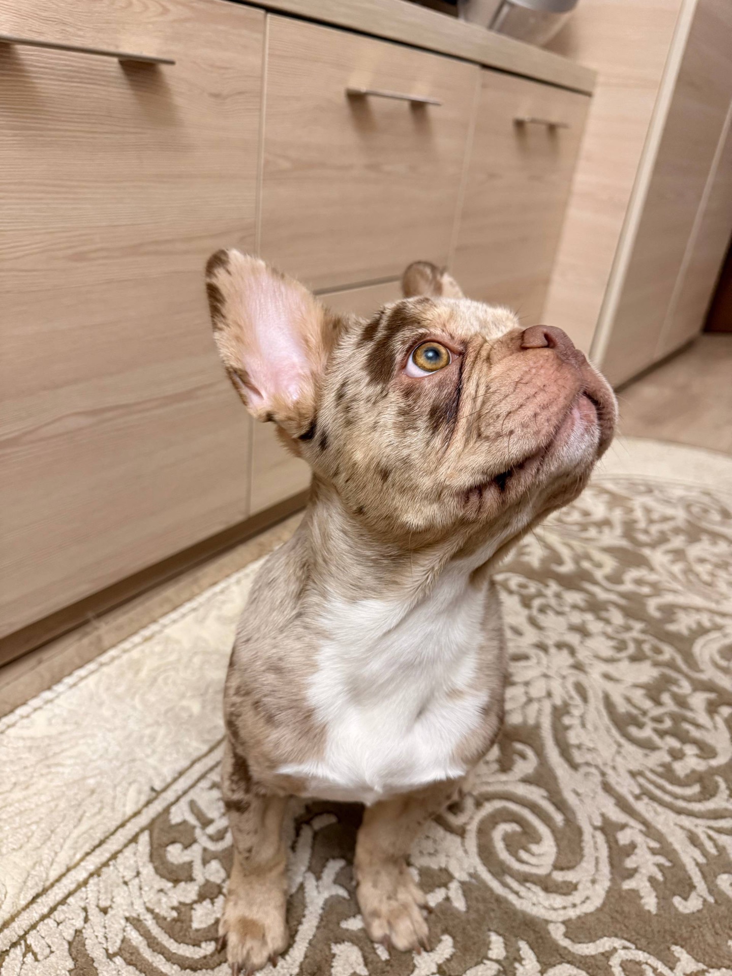 Чарівний цуцик Французького бульдога