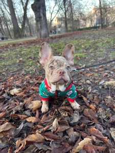 Чарівний цуцик Французького бульдога