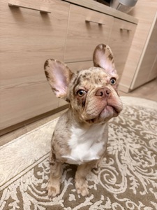 Чарівний цуцик Французького бульдога