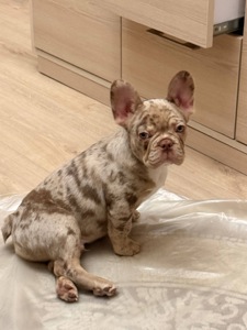Чарівний цуцик Французького бульдога
