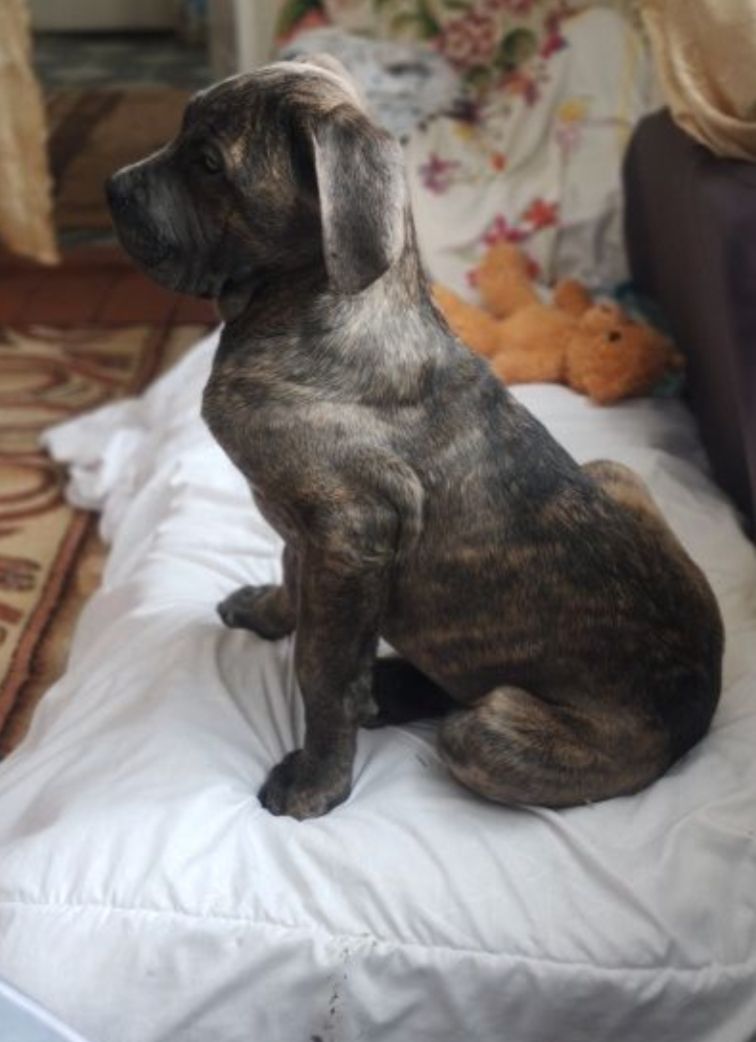 Дівчинка Кане карсо 4 місяці