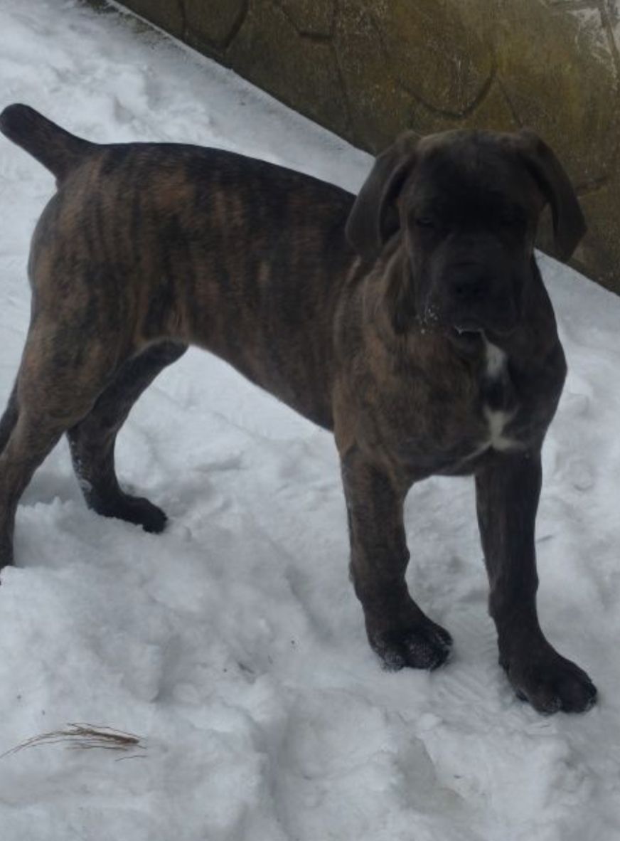 Дівчинка Кане карсо 4 місяці