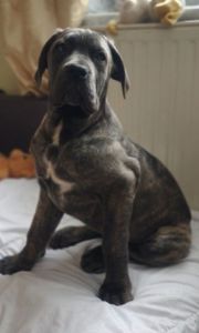 Дівчинка Кане карсо 4 місяці