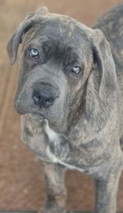 Дівчинка Кане карсо 4 місяці